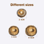 Large Size Shiitake Mushrooms (4–6cm) 4