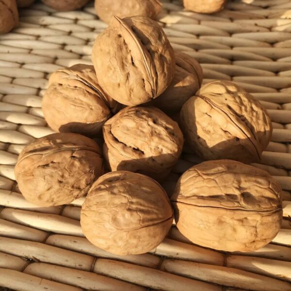 In-shell Walnuts – Natural & Sun-Dried