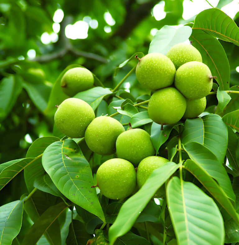 Chinese Walnut Kernels vs California Walnuts: Price, Quality & Supply Comparison (2026)