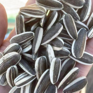 Sunflower Seed