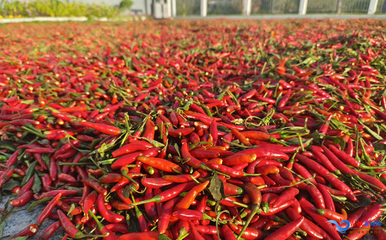 62a3e5c6e8785ce56d60f53b52e630f0_t049d0fb69685651e2a