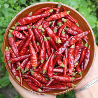 Dried Chili Peppercorns