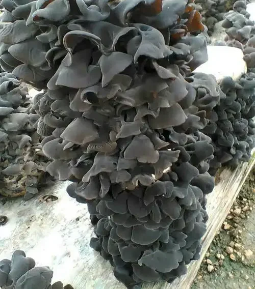 u=2691721365,3849199776&fm=253&fmt=auto&app=138&f=JPEG