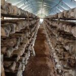 Shiitake Mushrooms for Food Processing 4