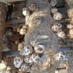 Flower Shiitake Mushrooms 4