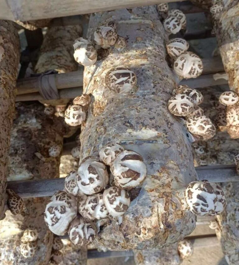 Common Quality Problems in Dried Shiitake Mushrooms and How to Avoid Them