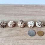 Small Size Shiitake Mushrooms (2–3cm) 5