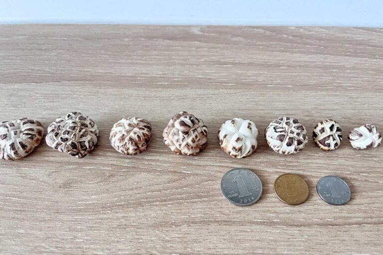 Why Are Shiitake Mushrooms So Expensive? Full Cost Breakdown for Importers & Bulk Buyers
