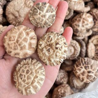 Flower Shiitake