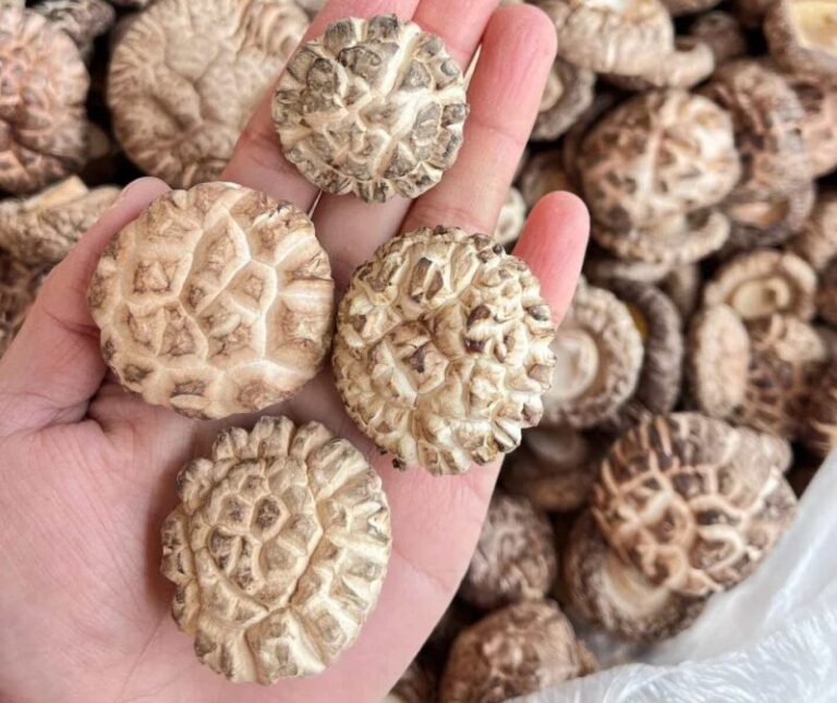 Dried Shiitake Mushroom Price per kg in 2026: Full Cost Breakdown for Importers & Global Buyers