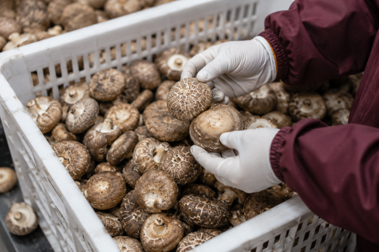How to Choose Dried Shiitake Mushrooms for Bulk Import (Complete Guide for Buyers & Importers 2026)
