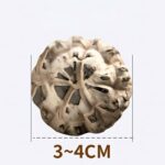 Large Size Shiitake Mushrooms (4–6cm) 1