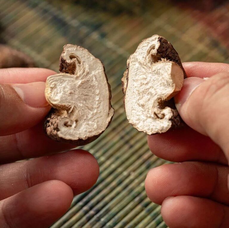 Flower Mushroom vs Shiitake: Key Differences Explained (2026 Guide)