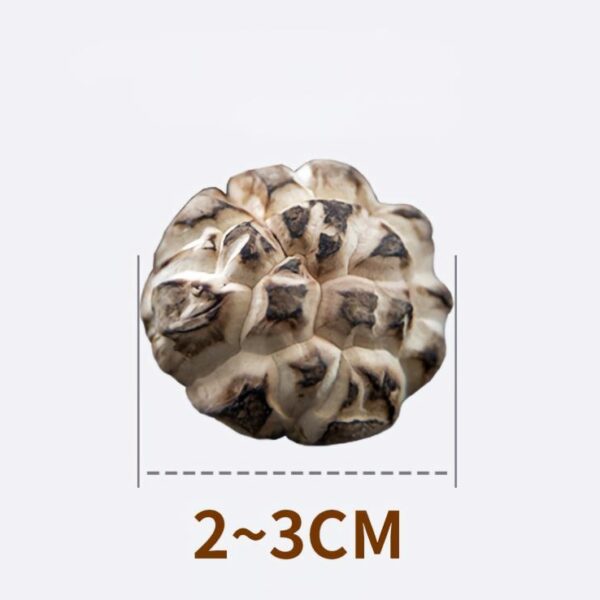 Small Size Shiitake Mushrooms (2–3cm)