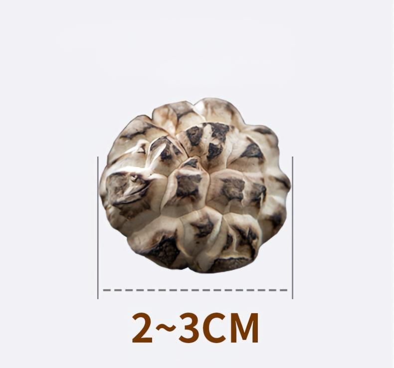 Small Size Shiitake Mushrooms (2–3cm)