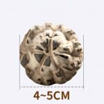 Flower Shiitake Mushrooms 2