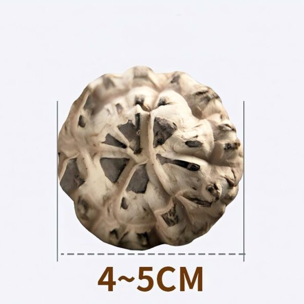 Large Size Shiitake Mushrooms (4–6cm)