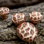 Grade A Shiitake Mushrooms Supplier 7