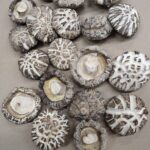 Grade A Shiitake Mushrooms Supplier 3