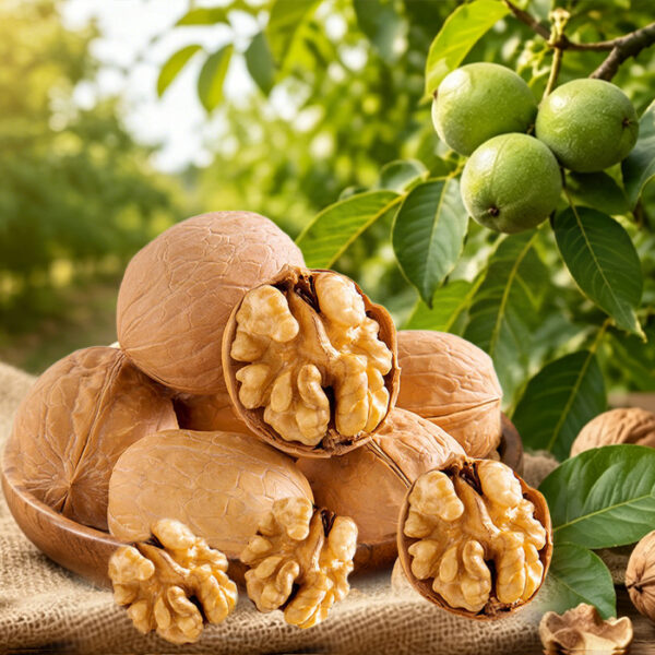 Walnut Kernels – Raw & Cleaned
